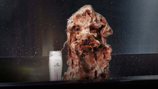 how to choose dog shampoo