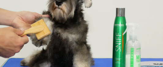 Dog brushing routine: How to do it step by step