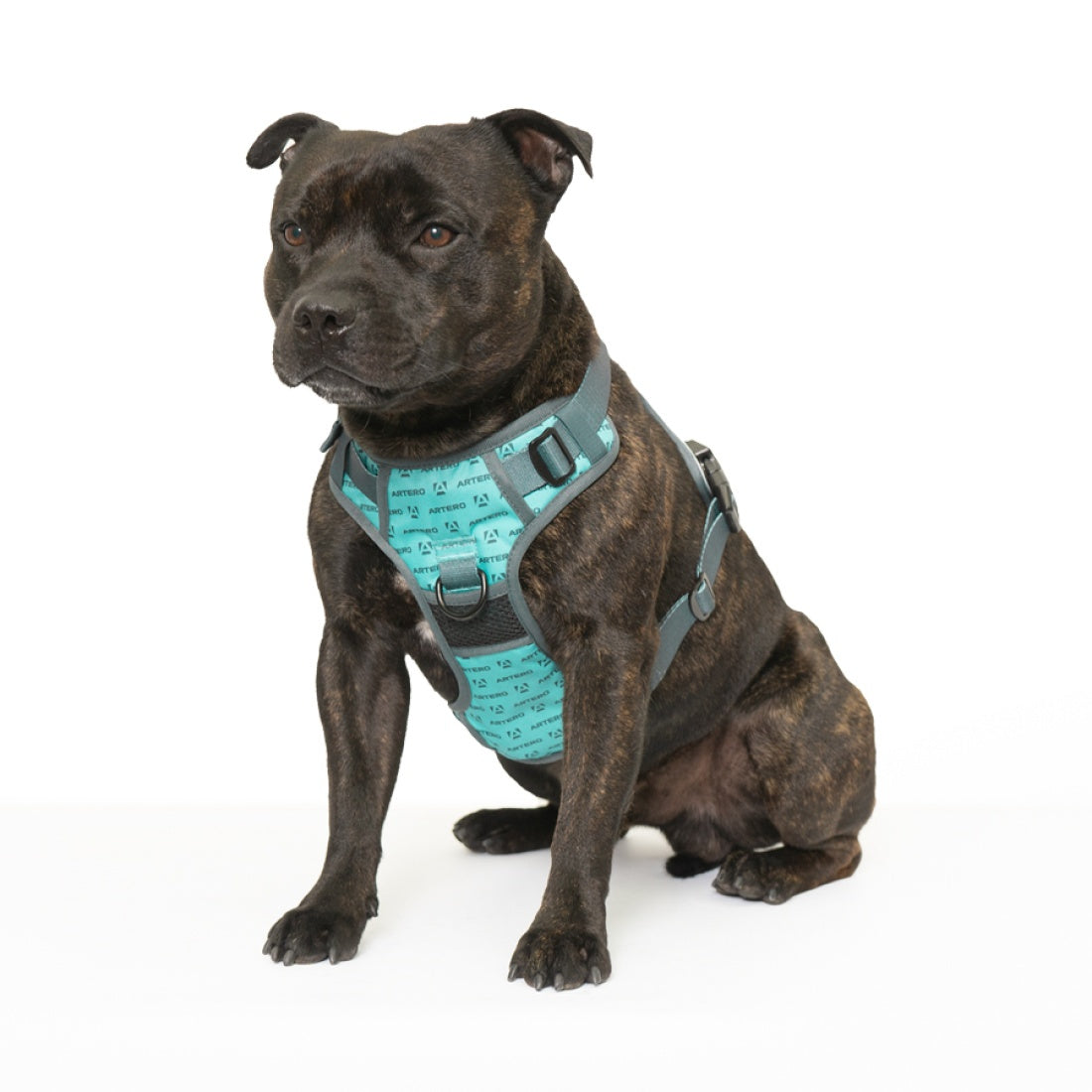 Artero Body Harness ( 3 Sizes )